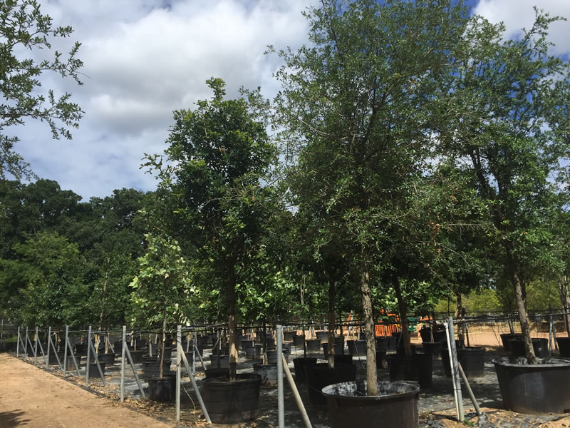 Tree Farm Nursery In Austin Tx D, Tree Service Round Rock Texas